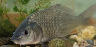کاربردهای پروبیوتیک در گونه‌‌های ماهیان‌ آبهای معتدل و گرم