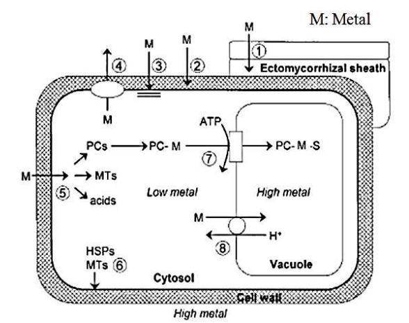 شکل 1: خلاصه ای از مکانیزم‌ها‌ی اجتناب و تحمل فلزات سنگین (منبع:‌ها‌ل جی.ال.، 2002) [2]